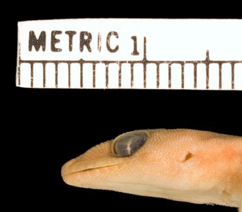 Media type: image;   Herpetology R-46804